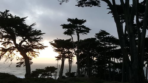 Low angle view of silhouette trees against sky
