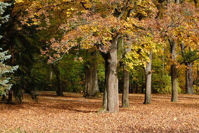 Trees on field during autumn