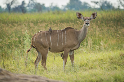 Portrait of kudu standing on field