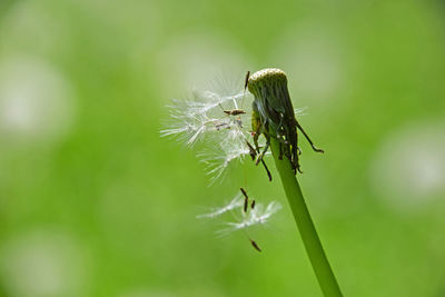 Close-up of insect on plant