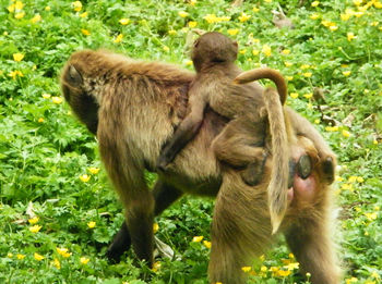 Rear view of monkey on grass