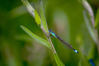 Close-up of insect on plant damselfly 