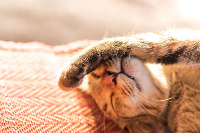 Close-up of a cat