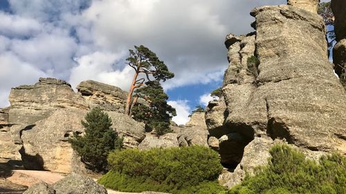 Low angle view of trees on cliff against cloudy sky