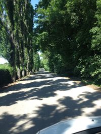 Road passing through trees