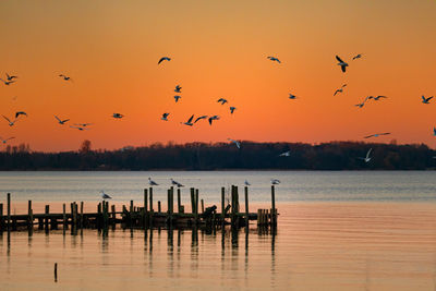 Silhouette birds flying over sea against sky during sunset