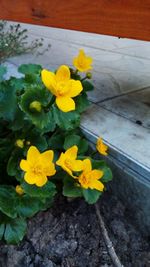 Close-up high angle view of yellow flowers