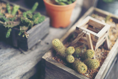 High angle view of potted plant on table