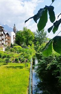 Trees and plants by river against sky