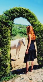 Rear view of woman standing by horse