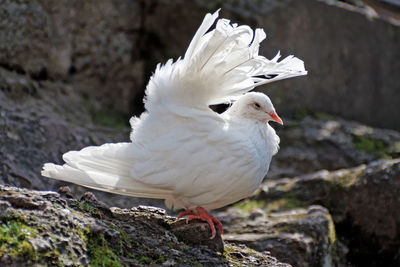 Close-up of white bird perching on rock