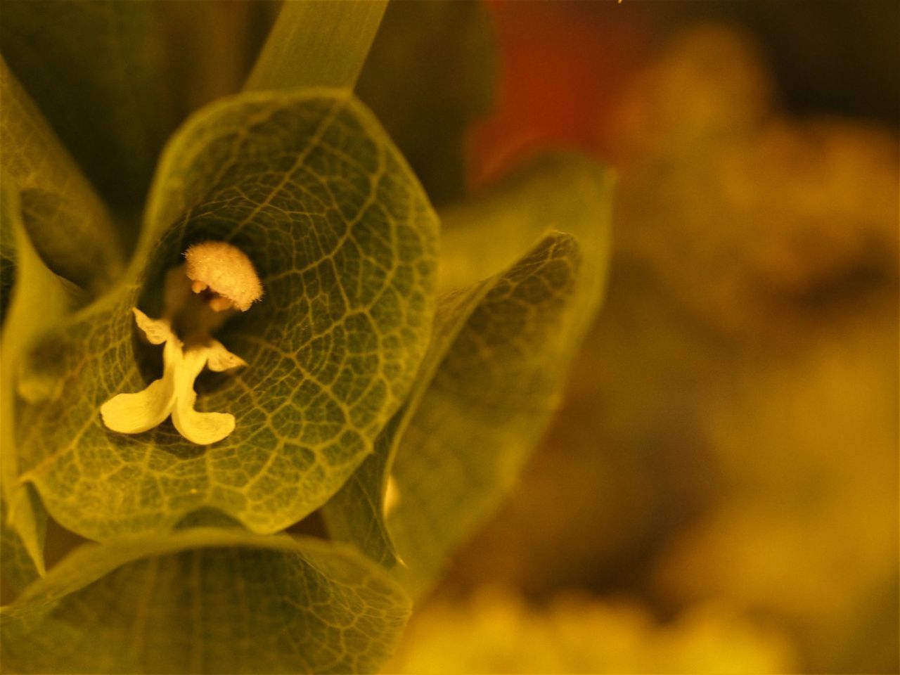 CLOSE-UP OF YELLOW FLOWERING PLANT WITH LEAVES