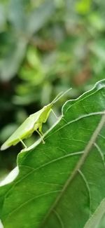 Close-up of insect on leaf