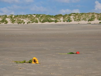 View of crab on beach