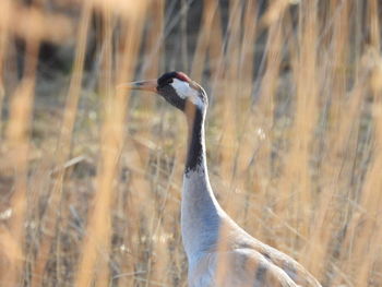 Side view of a bird on land