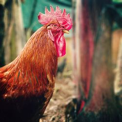 Close-up of rooster