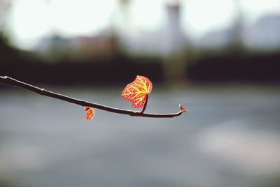 Close-up of autumn leaf in water