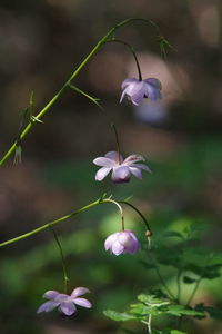 Close-up of pink flowering plant