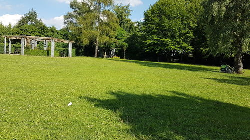 View of trees in park