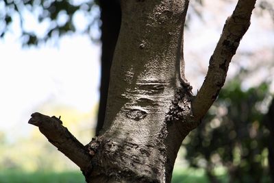 Close-up of tree trunk