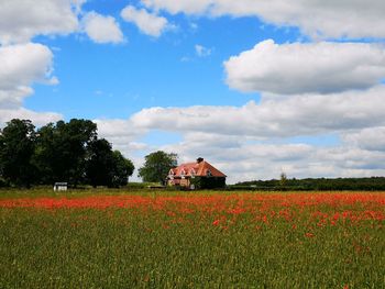 Scenic view of field against sky