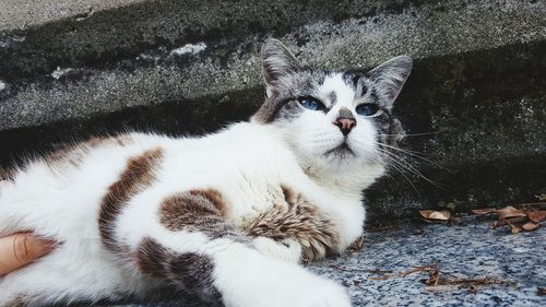 Close-up portrait of cat