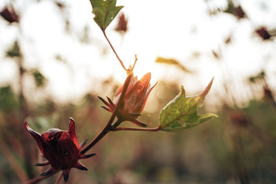 Close-up of red flowering plant