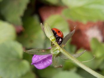 Close-up of insect on purple flower