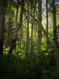 Trees in forest