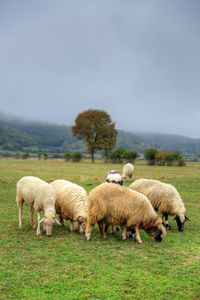 Sheep grazing in a field