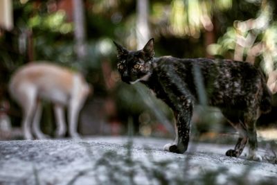 Black cat outdoors