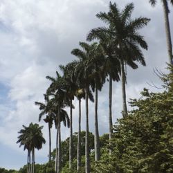 Palm trees against sky