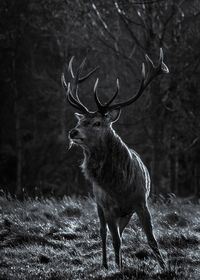 Deer standing on field in forest