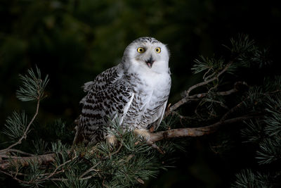 Portrait of owl perching on tree