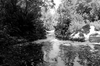 Reflection of trees in water
