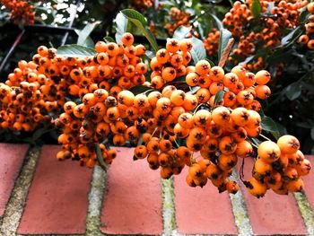 Close-up of orange fruits on plant