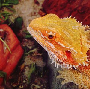 Close-up of lizard