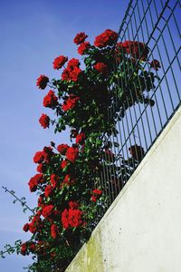 Low angle view of red flowers against sky