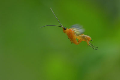 Close-up of insect on flower