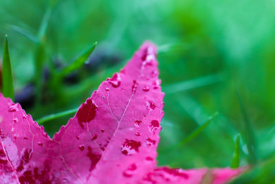 Close-up of water drops on pink rose leaves