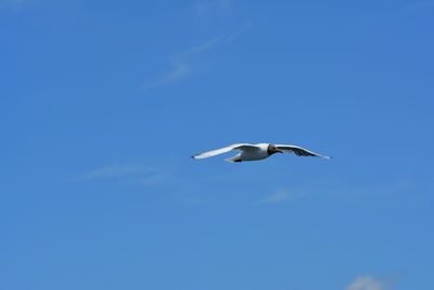 Low angle view of swan flying against blue sky