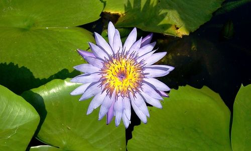 Close-up of lotus water lily in pond