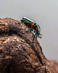 Close-up of insect on tree trunk