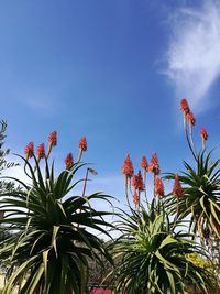 Low angle view of flower tree against blue sky