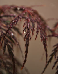 Close-up of wilted plant