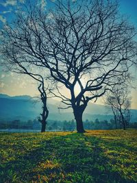 Bare tree on field against sky