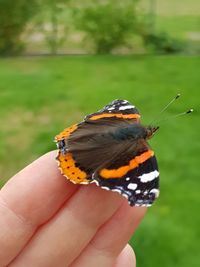 Close-up of butterfly on hand