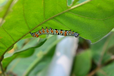 Close-up of butterfly on leaf