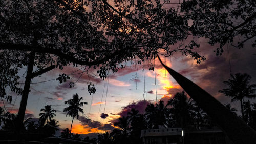 Silhouette of tree at sunset