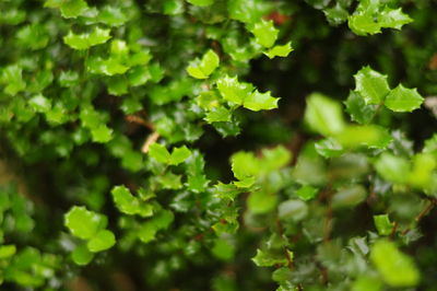 Close-up of fresh green plants